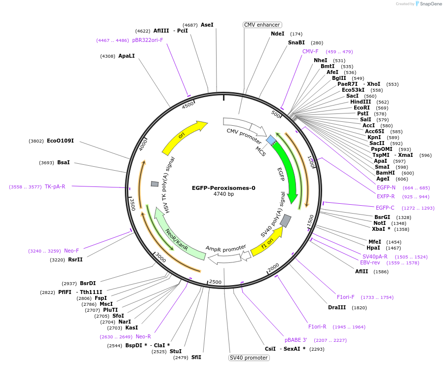 54501-plasmid-map-sequence-id-474297