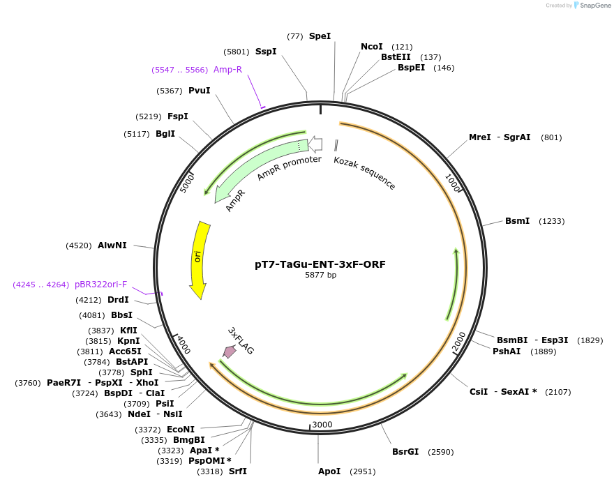 238488-plasmid-map-sequence-id-474300