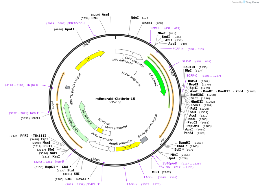 54040-plasmid-map-sequence-id-474309
