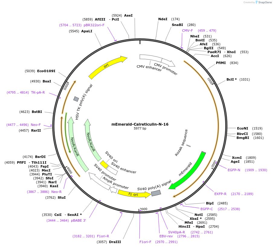 54023-plasmid-map-sequence-id-474311
