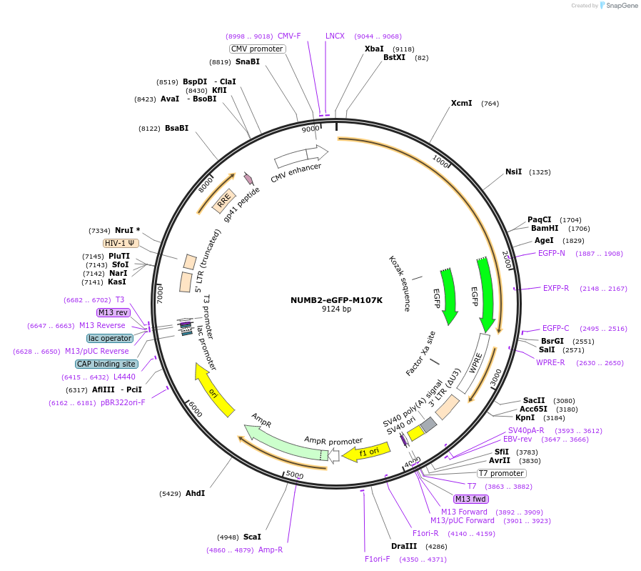 37803-plasmid-map-sequence-id-47432