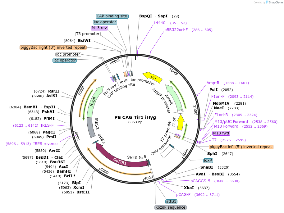 235506-plasmid-map-sequence-id-474320