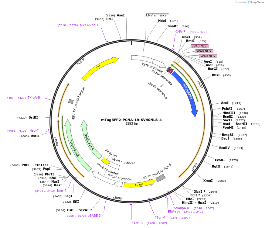 55320-plasmid-map-sequence-id-474325