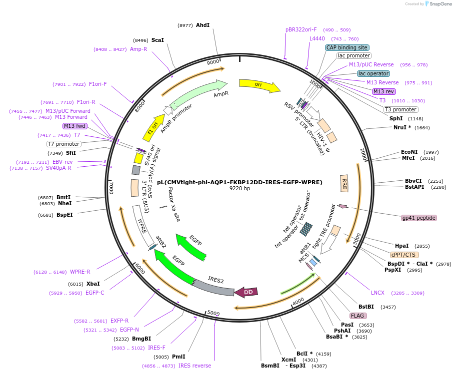 236278-plasmid-map-sequence-id-474326