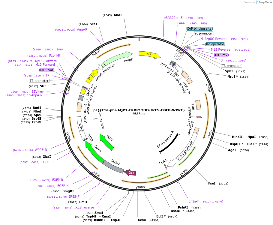 236279-plasmid-map-sequence-id-474327