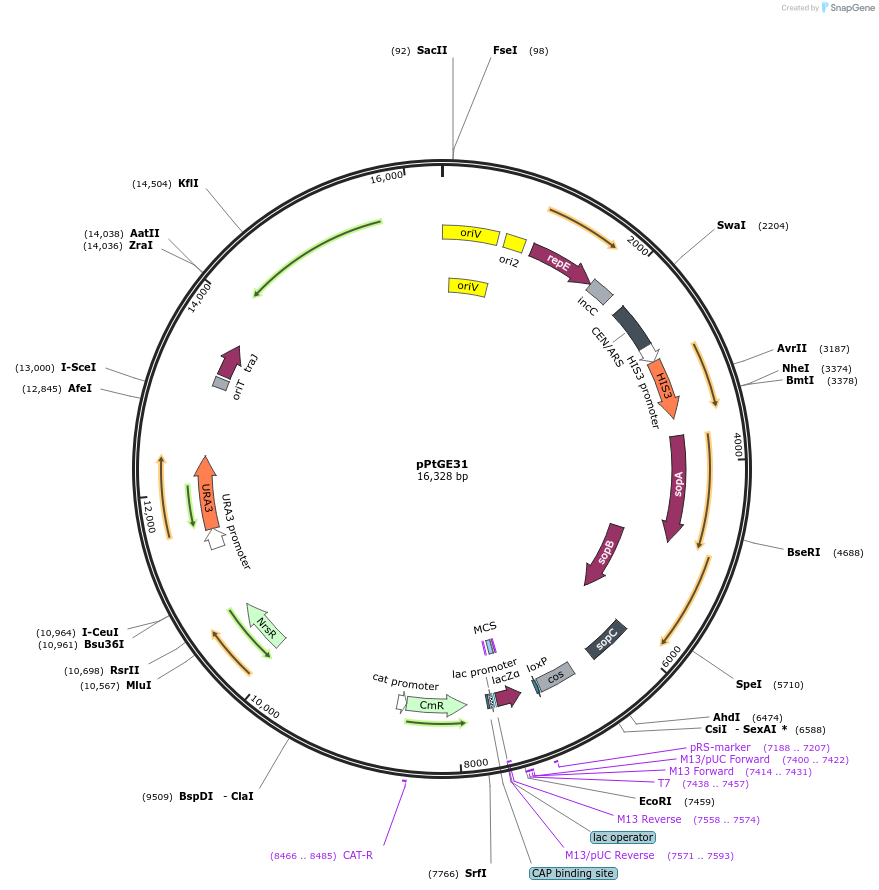 236257-plasmid-map-sequence-id-474332