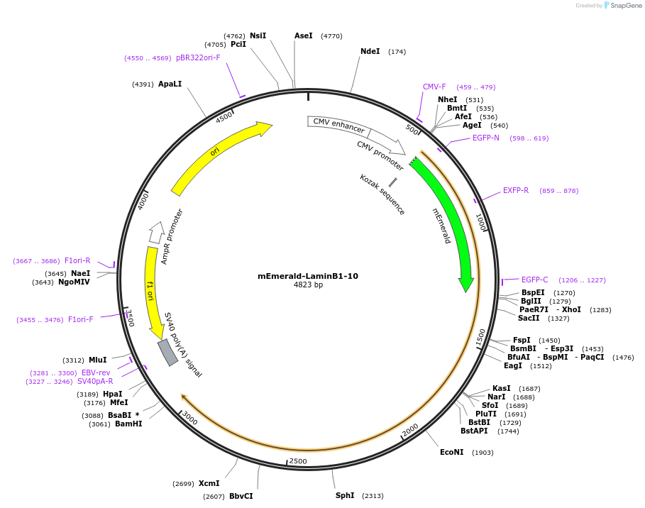 54140-plasmid-map-sequence-id-474334