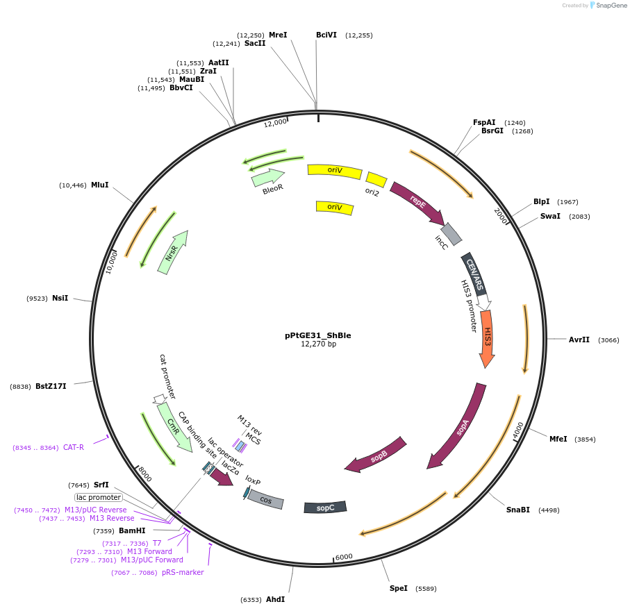 236261-plasmid-map-sequence-id-474337