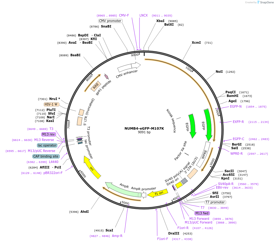 37805-plasmid-map-sequence-id-47434
