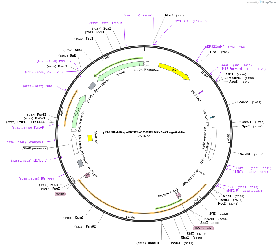 157057-plasmid-map-sequence-id-474352