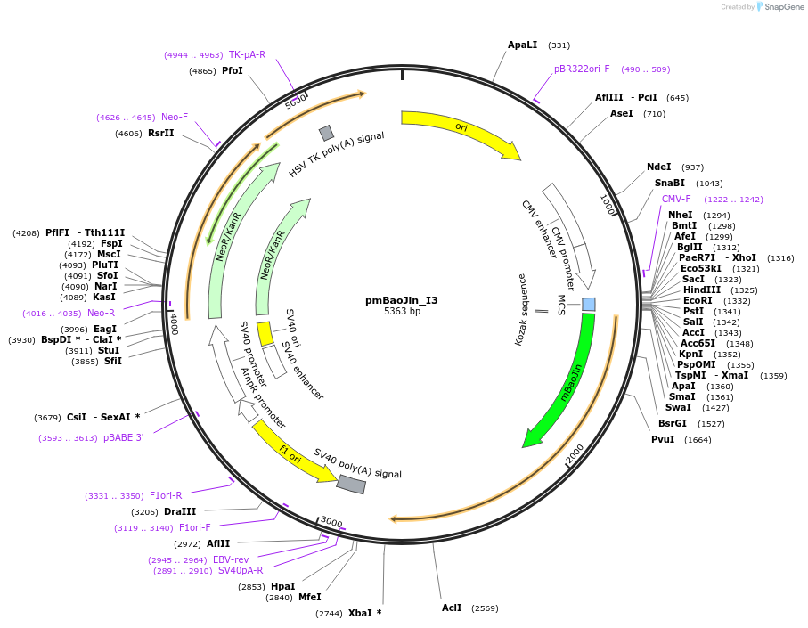 239337-plasmid-map-sequence-id-474360