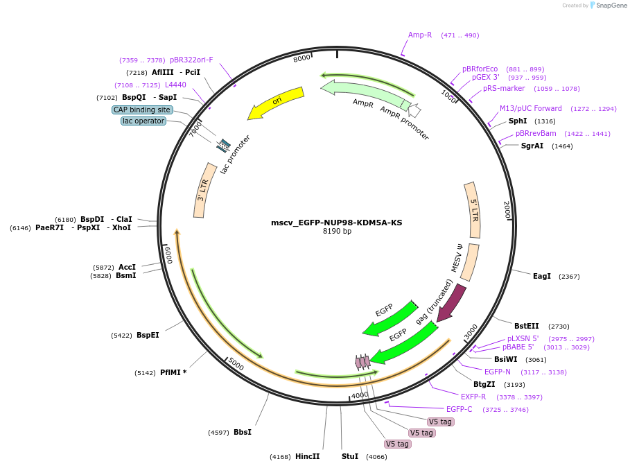 238294-plasmid-map-sequence-id-474365