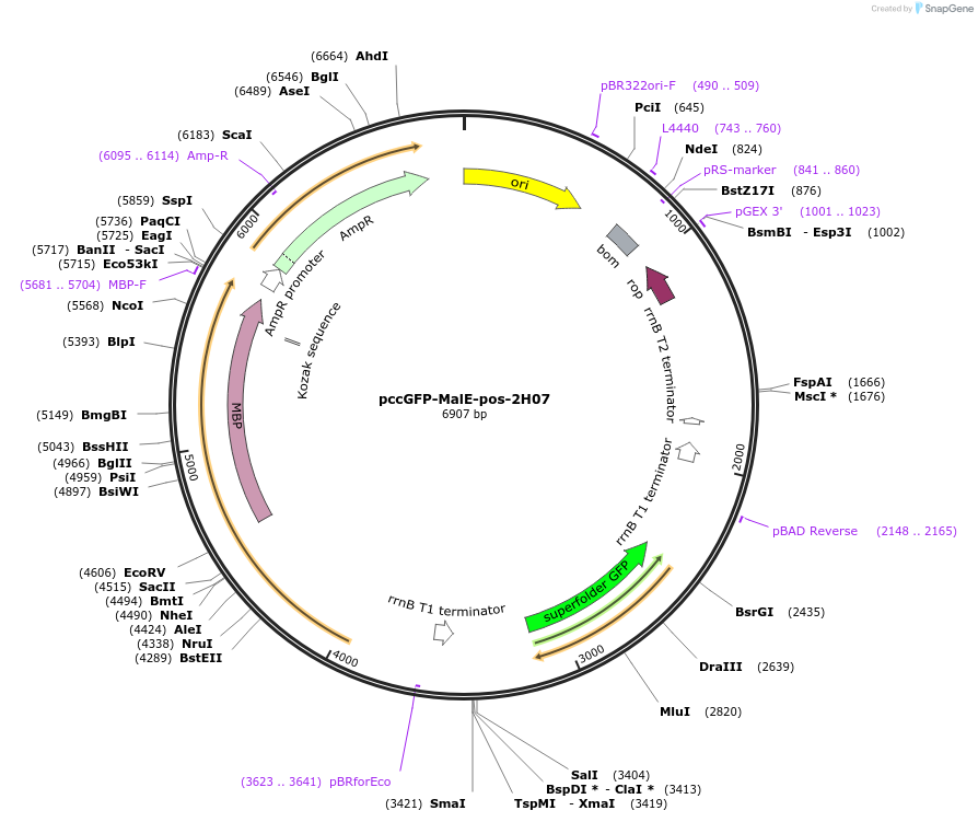 239088-plasmid-map-sequence-id-474367