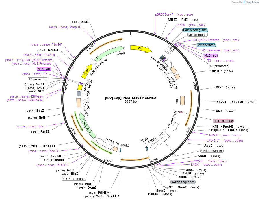 239219-plasmid-map-sequence-id-474379