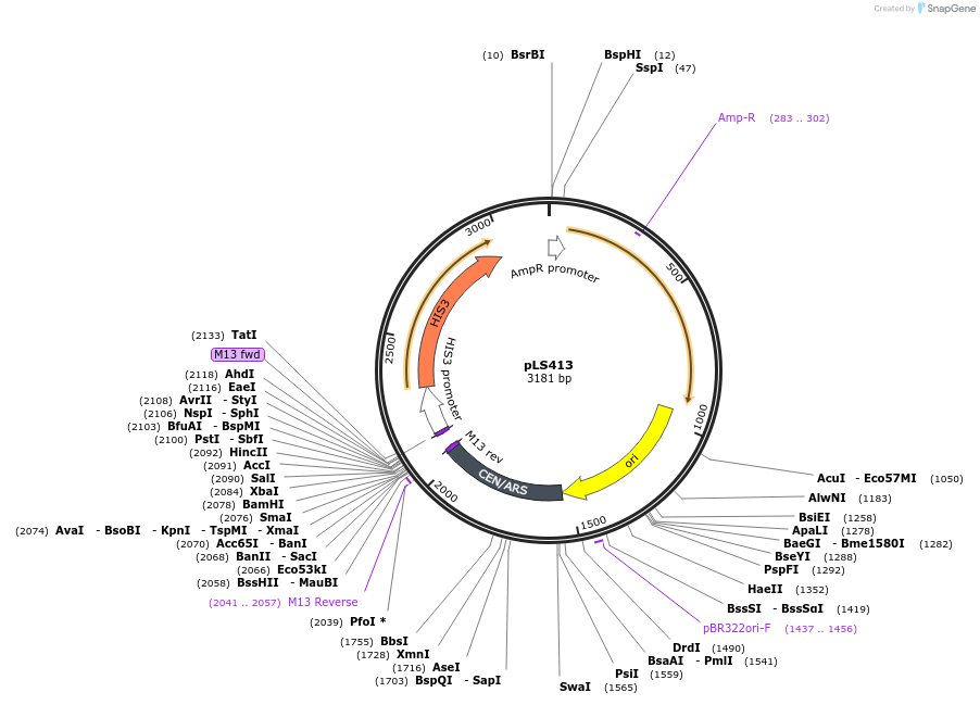 239124-plasmid-map-sequence-id-474383