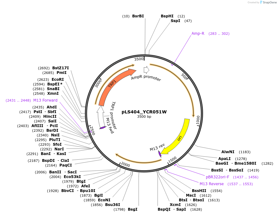 239131-plasmid-map-sequence-id-474384