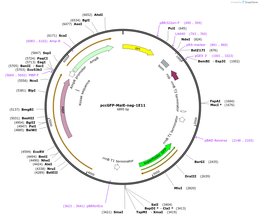 239083-plasmid-map-sequence-id-474386