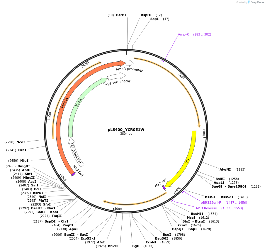 239129-plasmid-map-sequence-id-474387