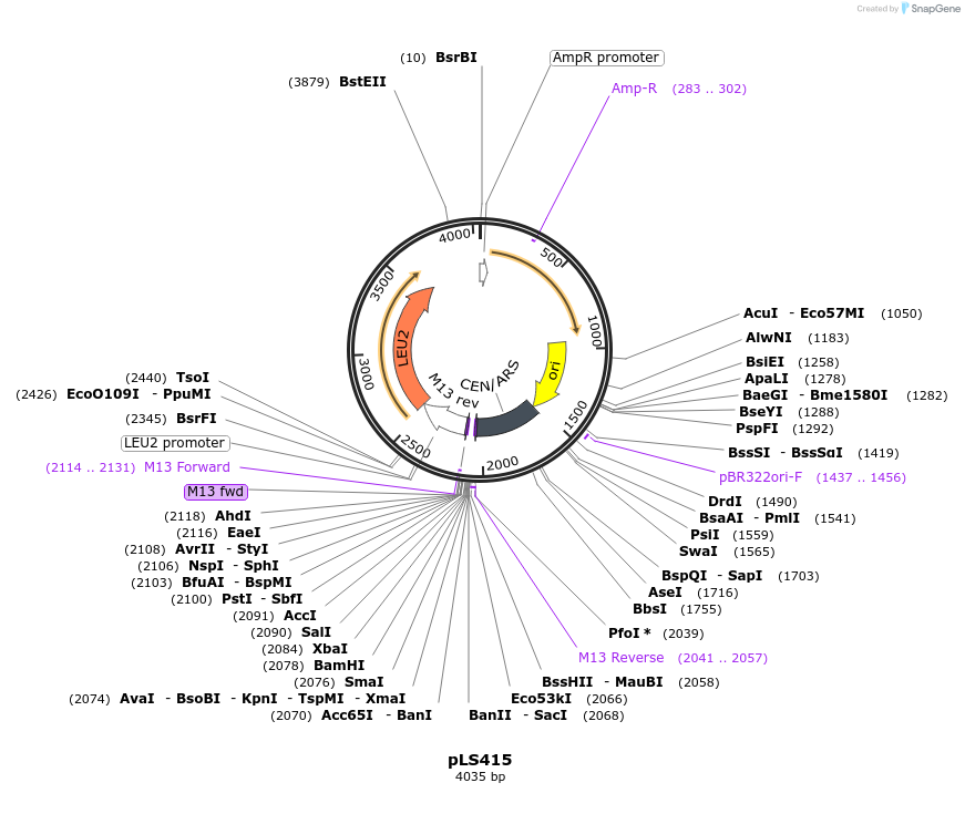 239126-plasmid-map-sequence-id-474389