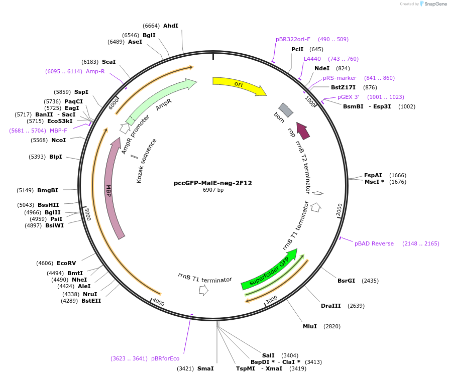 239085-plasmid-map-sequence-id-474390