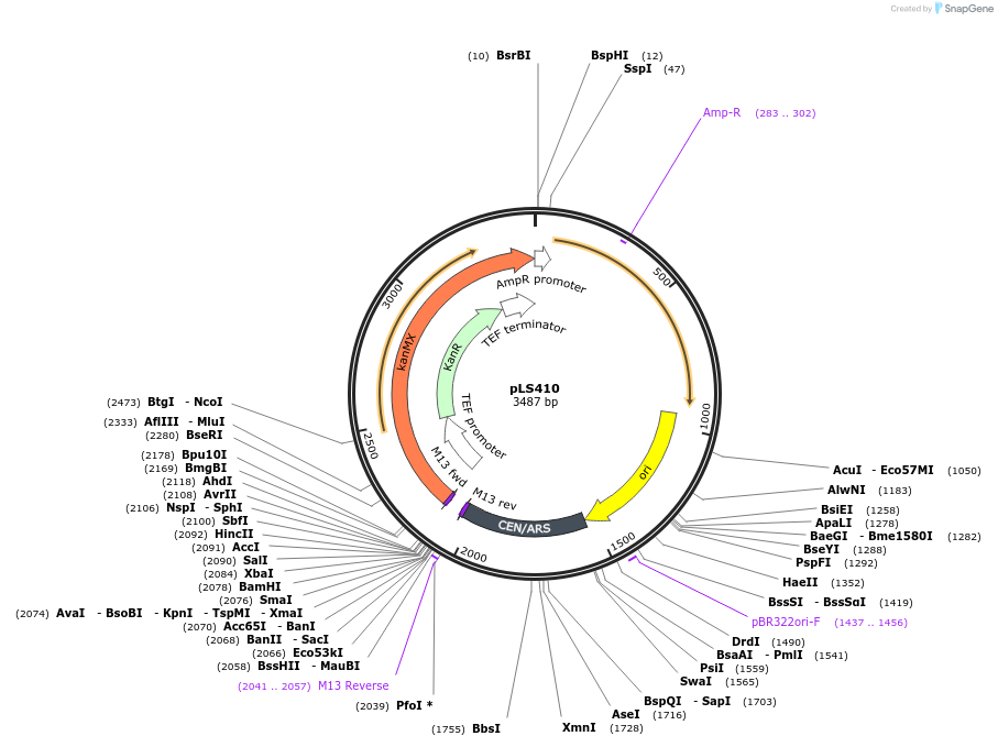 239123-plasmid-map-sequence-id-474392