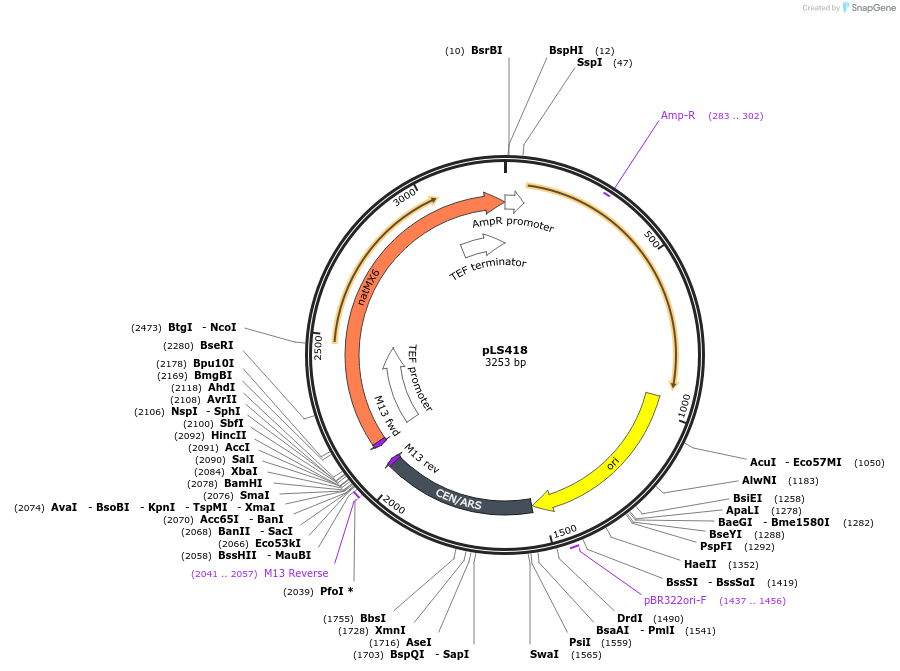 239128-plasmid-map-sequence-id-474393