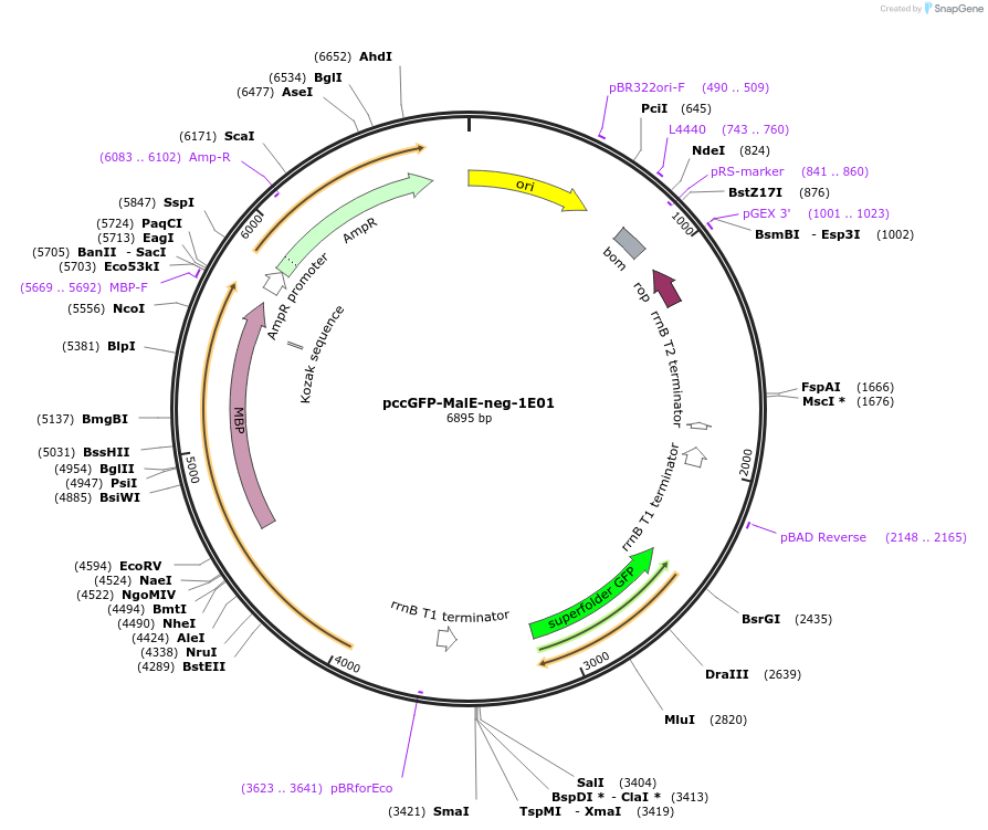 239013-plasmid-map-sequence-id-474397