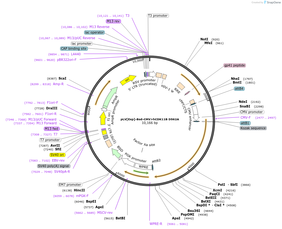 239217-plasmid-map-sequence-id-474408