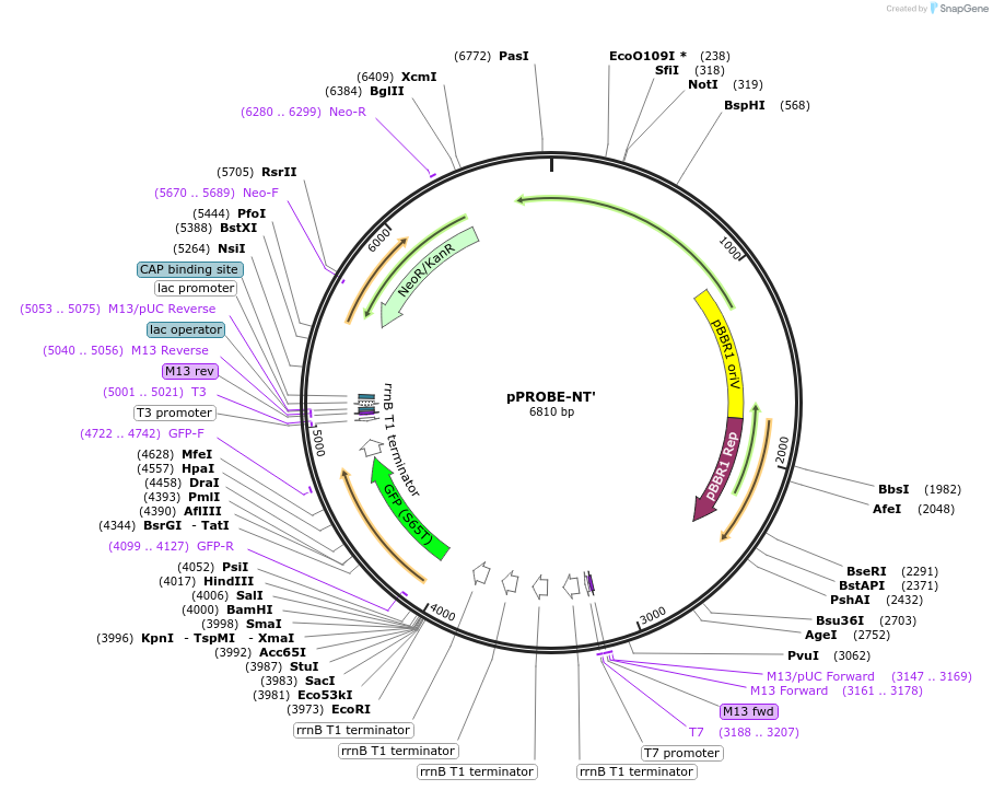 37819-plasmid-map-sequence-id-47441