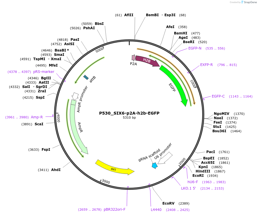 239101-plasmid-map-sequence-id-474411