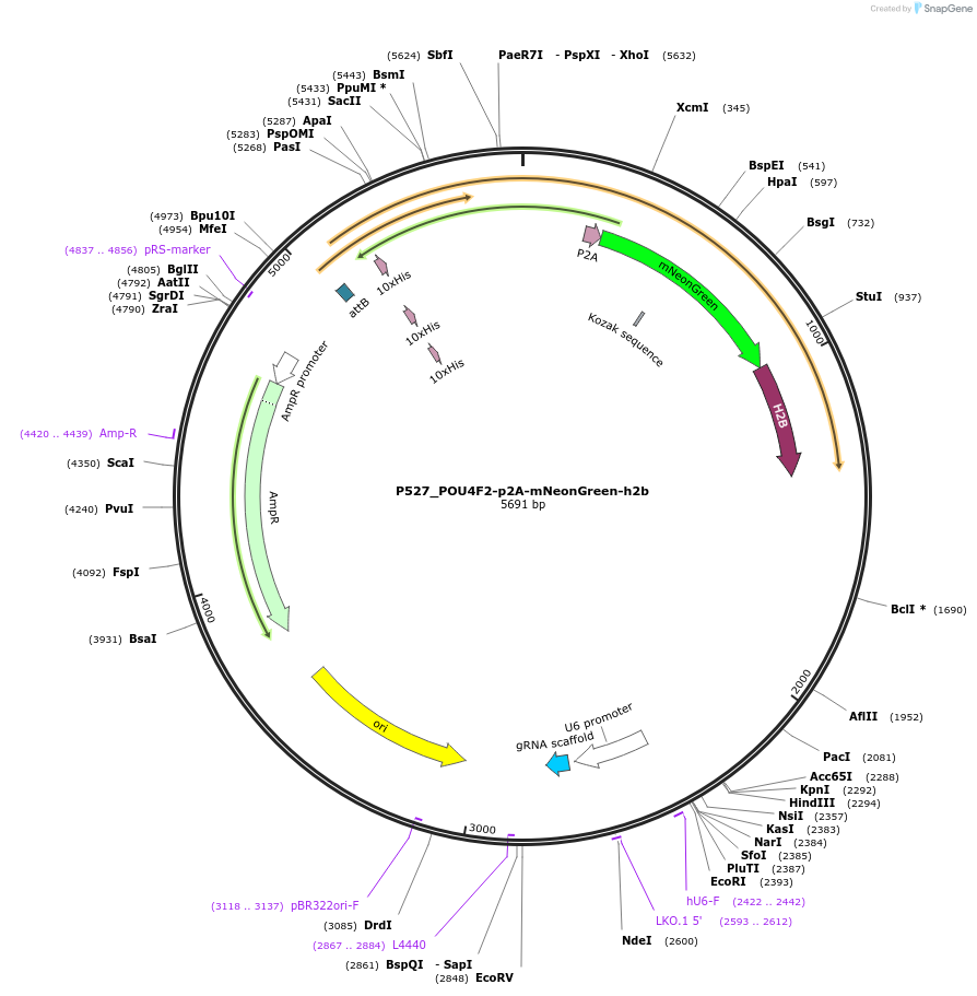 239103-plasmid-map-sequence-id-474413