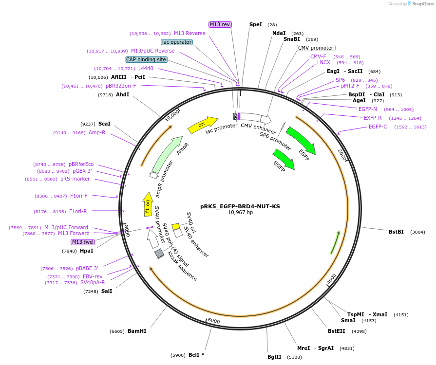 238255-plasmid-map-sequence-id-474416