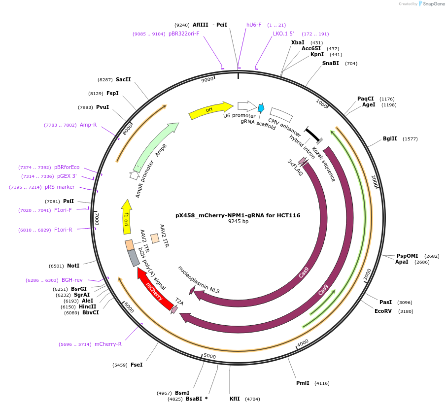 238249-plasmid-map-sequence-id-474417