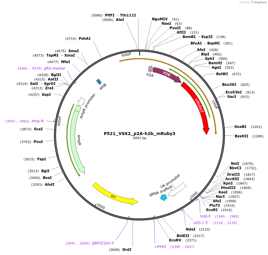 239104-plasmid-map-sequence-id-474418