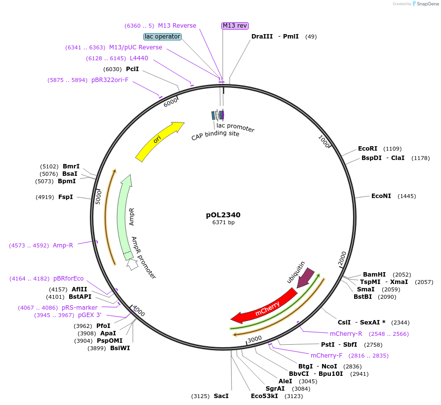 37841-plasmid-map-sequence-id-47442