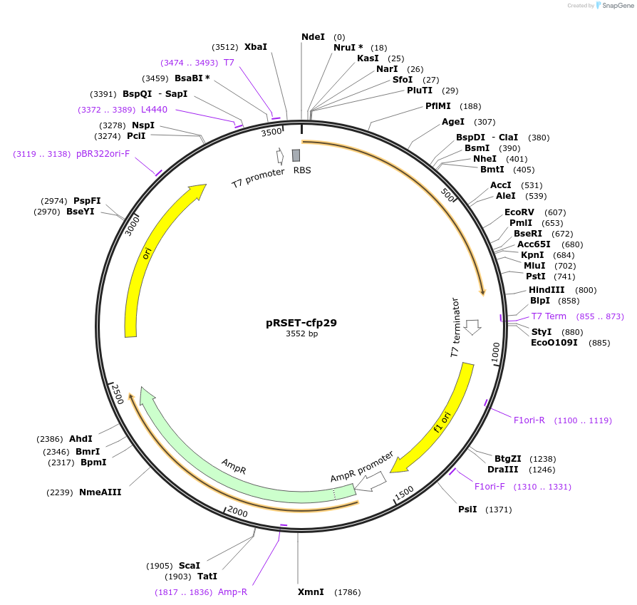 233651-plasmid-map-sequence-id-474430