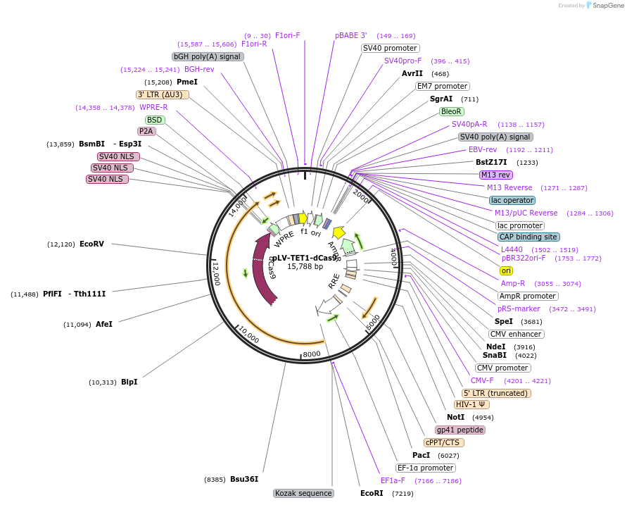 235599-plasmid-map-sequence-id-474448