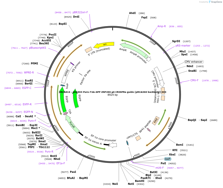 238179-plasmid-map-sequence-id-474454