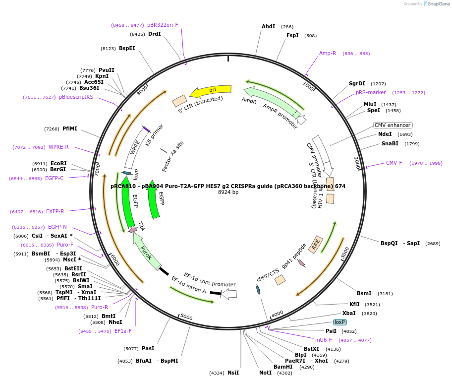 238177-plasmid-map-sequence-id-474455