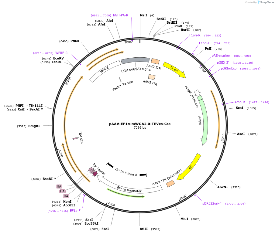 232074-plasmid-map-sequence-id-474470