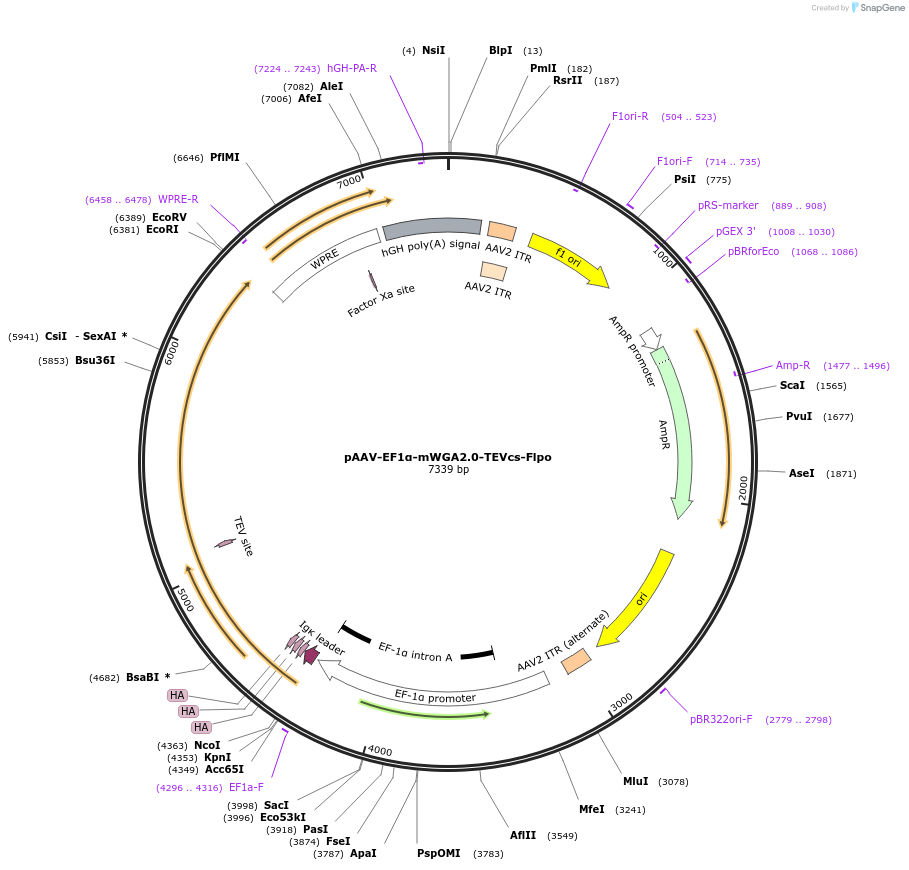 232075-plasmid-map-sequence-id-474471