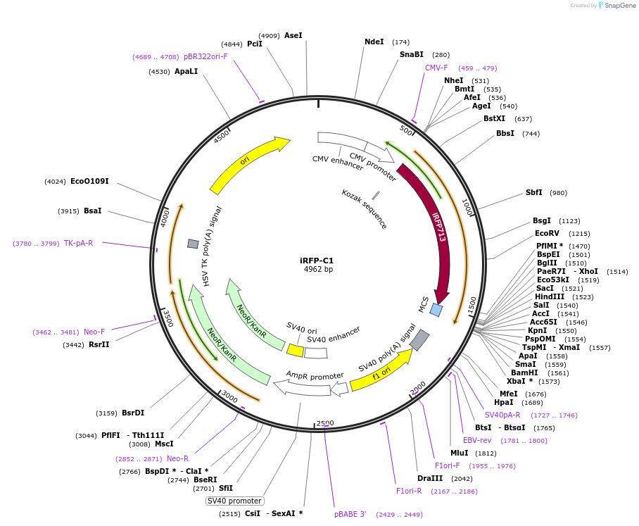 54786-plasmid-map-sequence-id-474473