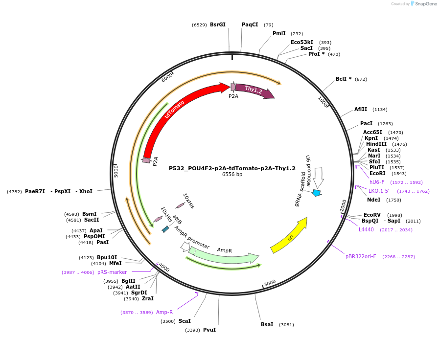 239102-plasmid-map-sequence-id-474475