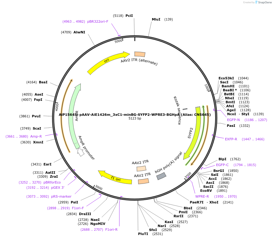 230883-plasmid-map-sequence-id-474489