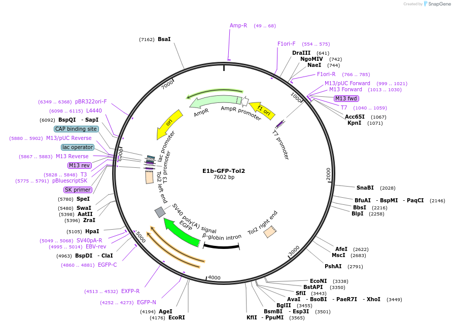 37845-plasmid-map-sequence-id-47451