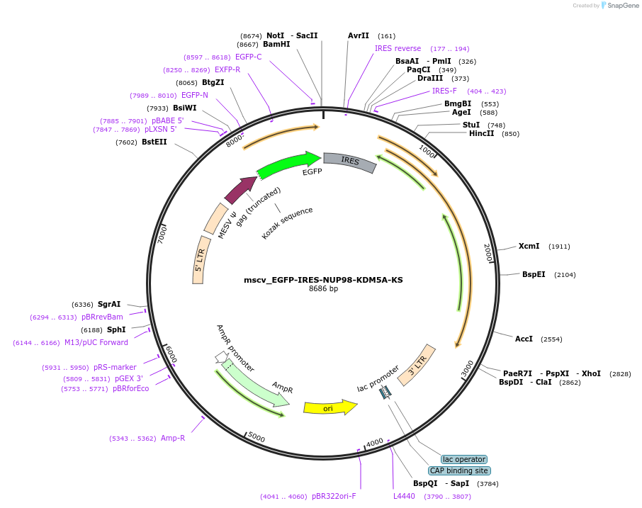 238290-plasmid-map-sequence-id-474523