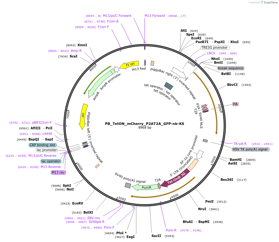 238240-plasmid-map-sequence-id-474524