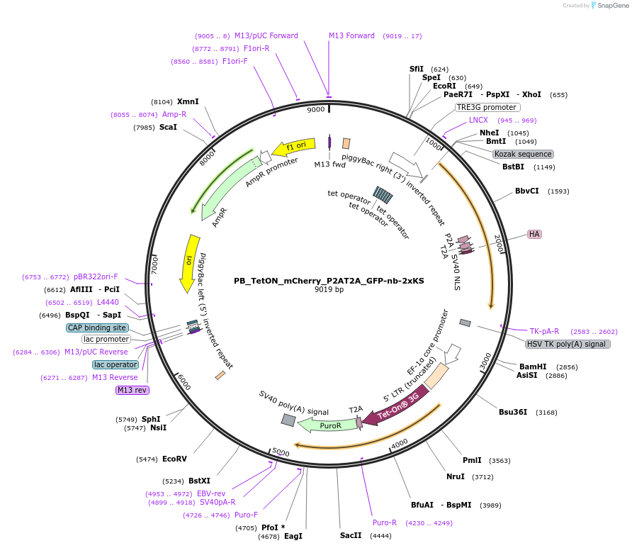 238243-plasmid-map-sequence-id-474526