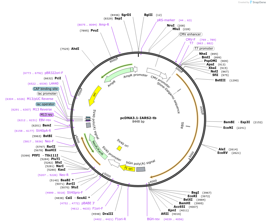 232340-plasmid-map-sequence-id-474527