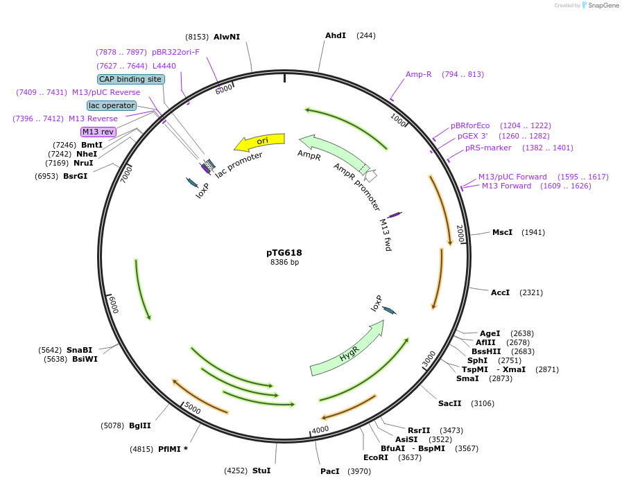 237393-plasmid-map-sequence-id-474529